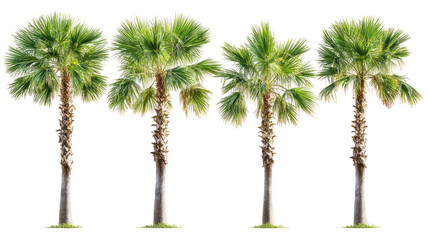  Set of Sabal Palmetto Trees - Group of Sabal palmetto palm trees with lush green fan-shaped leaves on transparent background