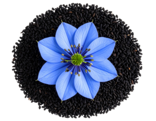 Nigella Sativa Blue Flower Resting on Bed of Black Cumin Seeds Transparent Background PNG