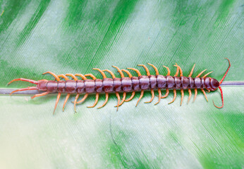 The giant centipede is a very venomous animal with many legs. It preys on animals and insects.