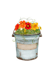 A vibrant assortment of colorful nasturtium flowers elegantly arranged in a vintage metal bucket