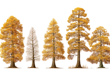  Set of Taxodium Ascendens Trees - Group of Taxodium ascendens (pond cypress) trees with lush green foliage on transparent background