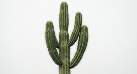 Green cactus against a pale sky