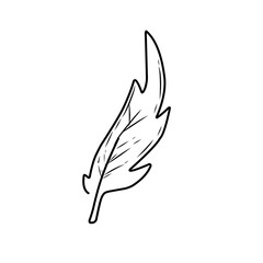Hand drawn Doodle feathers
