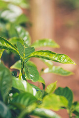 Vertical Horizon Texture Green coffee leaf tree growing berry bean plant. Vertical Design element Coffee green leaf tree eco black backgrounds. Abstract Background design template with copy space