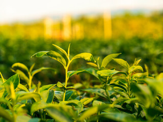 Green tea tree leaves camellia sinensis in organic farm sunlight. Fresh young tender bud herbal farm on summer morning. Sunlight Green tea tree plant. Close up Tree tea plant green nature in morning