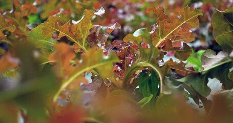 Salad farm vegetable red oak lettuce. Close up fresh organic hydroponic vegetable plantation...