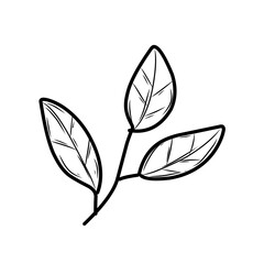 hand drawn natural leaf 