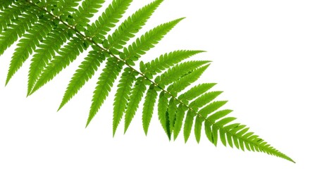 Close-up of a vibrant fern frond, detailed leaf structure against white background