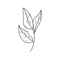 hand drawn natural leaf 