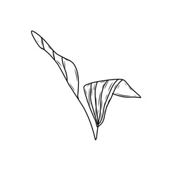 hand drawn natural leaf 