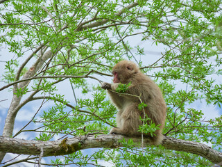 春の観光名所上高地の新緑の風景と可愛い日本猿の姿