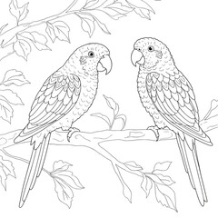 Two parrots perched on a leafy branch in detailed black-and-white line art.
