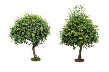 Trees and Bush (shrubs) triangular ornamental plants for garden decoration. (png) Collection of 2 trees.	