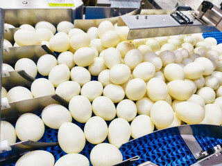 Processing fresh eggs at a modern facility in the early morning hours with automated equipment and...