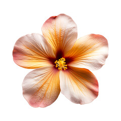 Tropical flower high quality realistic image