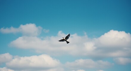 Fototapeta premium birds in flight
