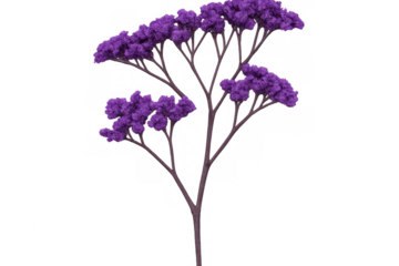 Blooming purple flowering tree, transparent backdrop offering vibrant graphic design element with seamless compositing potential