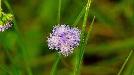 Flowers, colors and living nature, full of vibrant details