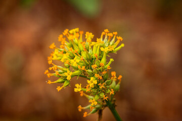 Flowers, colors and living nature, full of vibrant details