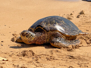turtle on the beach
