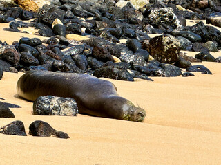 seal on the beach
