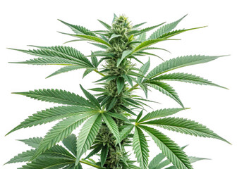 cannabis-plant  on a isolated transparent background