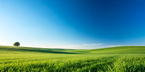 Fototapeta premium green field and blue sky