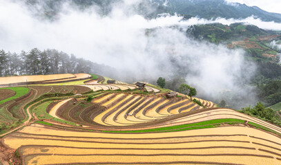  Hmong farmers prepare their fields and plant rice on terraced fields in Mu Cang Chai, Yen Bai....