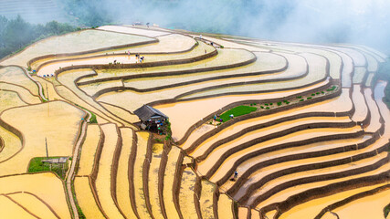  Hmong farmers prepare their fields and plant rice on terraced fields in Mu Cang Chai, Yen Bai....