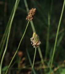 Baby Grasshopper, Tiny Dancer 
