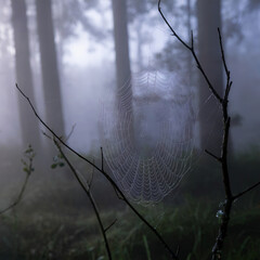 Telaraña Cubierta de Rocío en Bosque Brumoso al Amanecer