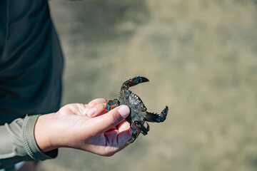 hand holding a green crab