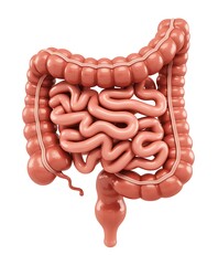 3D Render of Human Large Intestine: Detailed Anatomy, Medical Illustration, Realistic Style