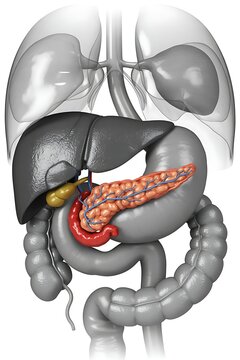 3D Medical Illustration: Pancreas, Liver, and Digestive System Anatomy, Detailed, Gray Scale with Color Accents.