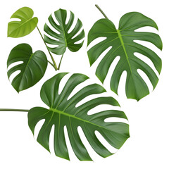 green leaves isolated on white background