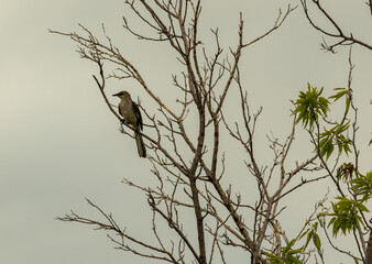 bird on a tree branch