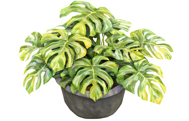 Vibrant monstera plant with large, glossy leaves in decorative pot, showcasing lush green appearance that brings refreshing touch to any indoor space