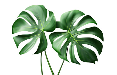 Large monstera leaves with vibrant green color create lush and tropical feel, perfect for enhancing any indoor space or garden. Their unique shape adds touch of elegance and nature beauty