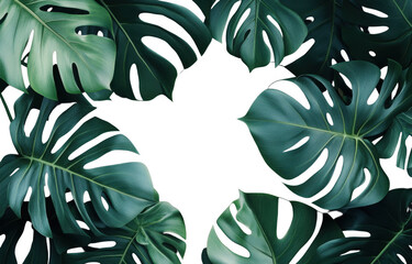 Lush monstera leaves create vibrant and tropical atmosphere, perfect for adding touch of nature to any space. rich green hues and intricate patterns evoke sense of tranquility and freshness