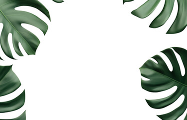 Large monstera leaves create lush, tropical atmosphere, perfect for adding touch of nature to any design. vibrant green foliage enhances overall aesthetic and brings life to space