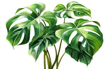 Lush monstera plant with large, vibrant green leaves showcasing unique cutouts, perfect for adding tropical touch to any space. This stunning foliage brings sense of tranquility and nature indoors