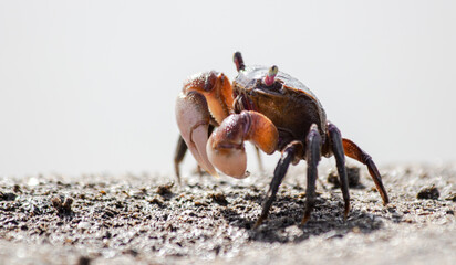 Mud borrowin crab close up photography on a sunny day in a sandy crabbery beach in Punta Rasa,...
