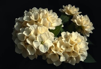 Dark, shadowy background; luminous white hydrangeas in gothic revival style, vintage oil painting effect,  botanical,   oil paint