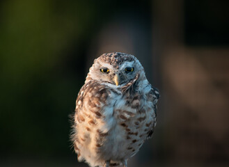 Burrowing Owl (Athene cunicularia) Staring Intently at the Camera. Sunset on the Vast Pampas Grasslands of Buenos Aires, Argentina