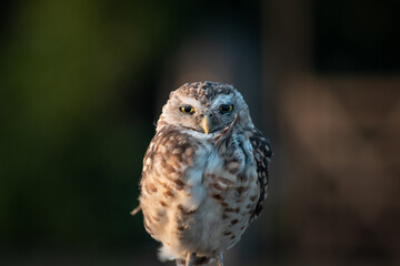 Burrowing Owl (Athene cunicularia) Staring Intently at the Camera. Sunset on the Vast Pampas Grasslands of Buenos Aires, Argentina