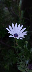 Close-up of a single white daisy flower with a dark center, surrounded by green foliage. Natural...