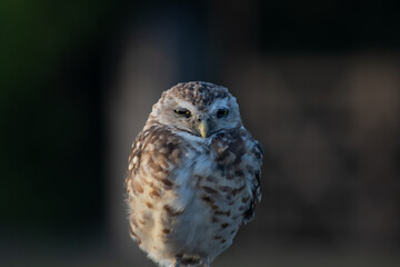 Burrowing Owl (Athene cunicularia) Staring Intently at the Camera. Sunset on the Vast Pampas Grasslands of Buenos Aires, Argentina