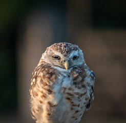 Burrowing Owl (Athene cunicularia) Staring Intently at the Camera. Sunset on the Vast Pampas Grasslands of Buenos Aires, Argentina