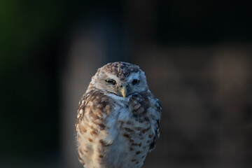Burrowing Owl (Athene cunicularia) Staring Intently at the Camera. Sunset on the Vast Pampas Grasslands of Buenos Aires, Argentina