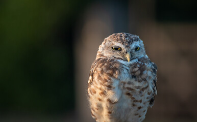 Burrowing Owl (Athene cunicularia) Staring Intently at the Camera. Sunset on the Vast Pampas Grasslands of Buenos Aires, Argentina
